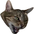 Cato Pog Moments